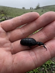 Meloe erythrocnemus