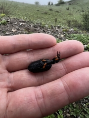 Meloe erythrocnemus