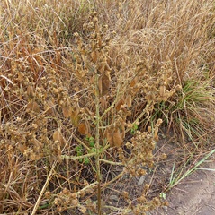 Malvastrum interruptum