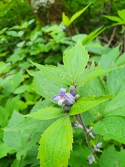 Clematis heracleifolia