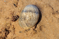 Bulla ampulla