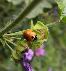 Coccinella septempunctata