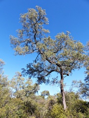 Schinopsis lorentzii