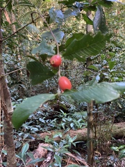 Atractocarpus chartaceus