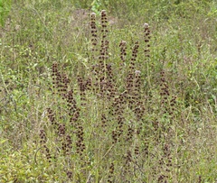 Hyptis lappacea