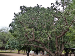 Quiabentia verticillata