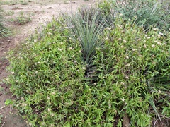 Chromolaena christieana