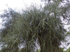 Prosopis kuntzei