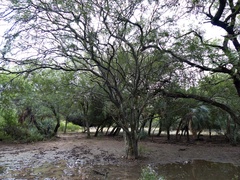 Libidibia paraguariensis