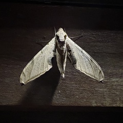 Protambulyx strigilis