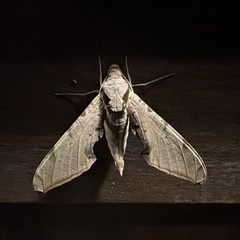 Protambulyx strigilis