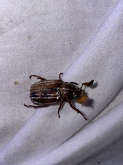 Polyphylla occidentalis