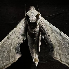 Protambulyx strigilis