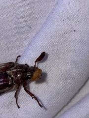 Polyphylla occidentalis