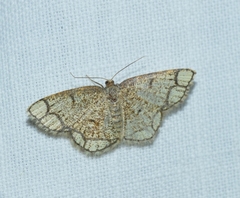 Stegania cararia