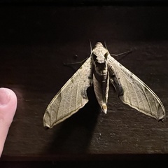 Protambulyx strigilis