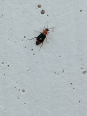 Ebaeus