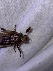 Polyphylla occidentalis