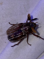 Polyphylla occidentalis