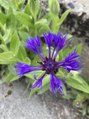 Centaurea montana