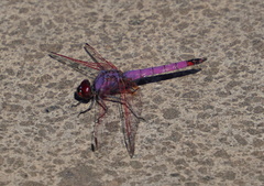 Trithemis annulata haematina