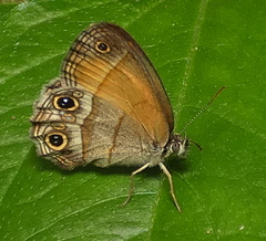Pharneuptychia