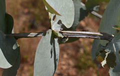Eucalyptus shirleyi