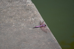 Trithemis annulata haematina