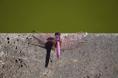 Trithemis annulata haematina