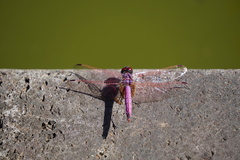 Trithemis annulata haematina