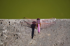 Trithemis annulata haematina