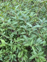 Weigela florida