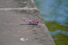 Trithemis annulata haematina