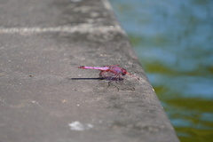 Trithemis annulata haematina