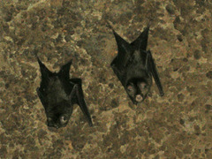 Hipposideros