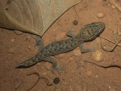 Nactus eboracensis