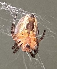 Araneus diadematus