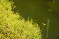 Cyperus