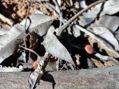 Fungi