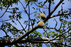 Adansonia digitata