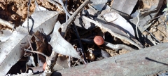 Fungi