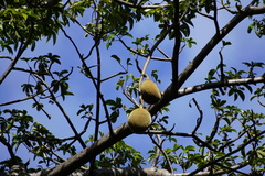 Adansonia digitata