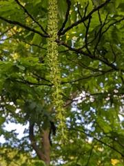 Pterocarya fraxinifolia
