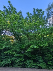 Pterocarya fraxinifolia