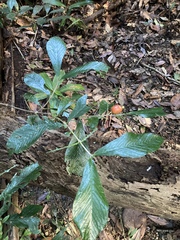 Atractocarpus chartaceus