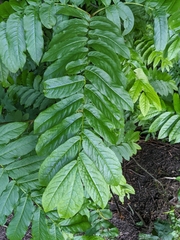 Pterocarya fraxinifolia