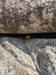 Stenocercus crassicaudatus