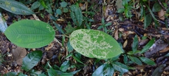 Agromyzidae