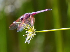 Trithemis annulata haematina
