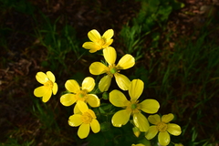 Ranunculus cortusifolius image